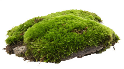 Lush green moss clump with dense velvet texture isolated on a transparent background