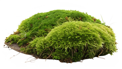 Lush green moss clump with dense velvet texture isolated on a transparent background 1