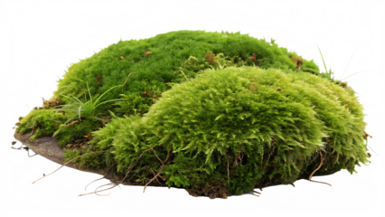 Lush green moss clump with dense velvet texture isolated on a transparent background 1