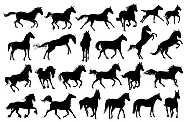 The big set of horses silhouettes. 
