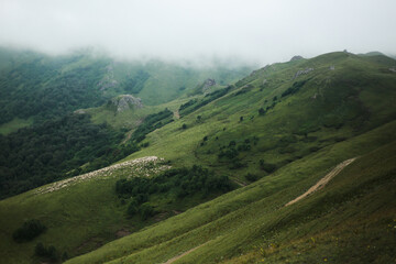 heep herd grazing on green mountain slopes