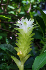 Obraz premium Captivating close up of Siam Tulip Dok Krachiao.Its unique green bracts elegantly transition to white showcasing tropical beauty amidst lush foliage. Fresh vibrant emblem of nature's delicate artistry