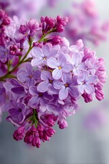 Charming Lilac Blossom Medley Capturing Delicate Purple and Light Purple Hues in a Floral Close-Up