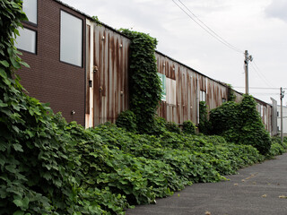 An old, rusty corrugated metal building reclaimed by overgrown green ivy.