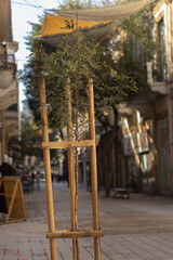 tree on a street in a wooden frame at the sunny day