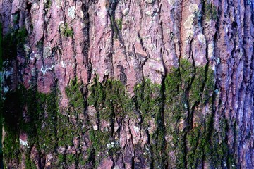 Rough and Textured Tree Bark with Patches of Green Moss and White Lichen