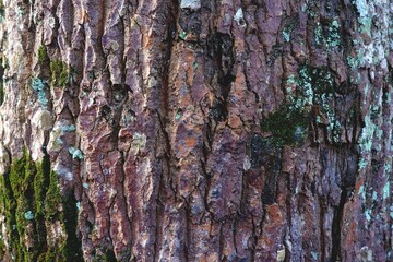 Rough and Textured Tree Bark with Patches of Green Moss and White Lichen