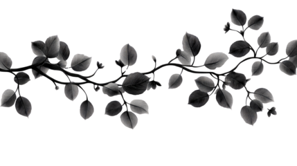 Silhouette of Cherry Blossom Shadow on white or transparent background