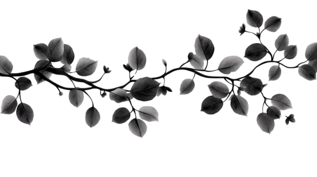 Silhouette of Cherry Blossom Shadow on white or transparent background