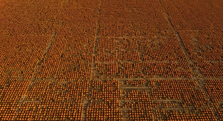Fototapeta premium Aerial view of a vast pumpkin patch with rows of orange pumpkins. The scene captures the harvest season in a rural setting.