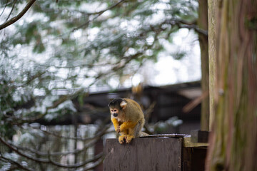 a squirrel monkey inside a big cage waiting for visitors to give some food