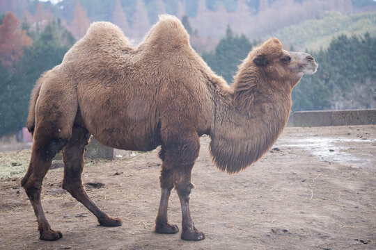a two humped back camel also known as Mongolian Camel or Bactrian Camel