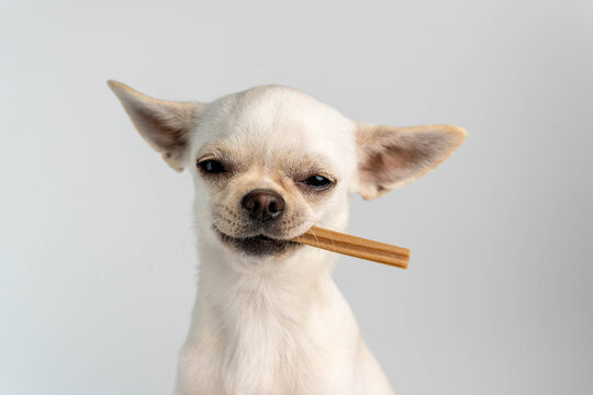 Chihuahua dog smiling holding pet chew treat