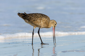 Marbled Godwit, Limosa fedoa, adult north american migrant searching for food