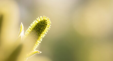 Obraz premium Delicate willow catkin basking in soft sunlight heralds the arrival of springtime