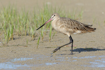 Marbled Godwit, Limosa fedoa, adult north american migrant walking
