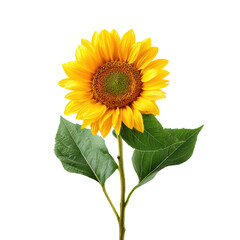 Fototapeta premium Bright sunflower with green leaves for nature themed designs on a transparent background, cut out