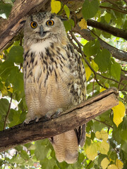 Majestic owl perched on branch surrounded by vibrant autumn leaves