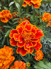 Bright marigolds bloom in a vibrant garden, showcasing their rich orange and yellow colors