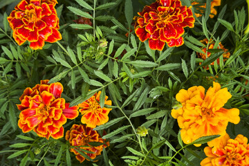 Colorful marigolds blooming in a garden