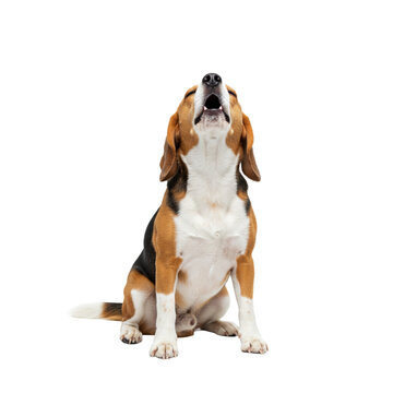 Beagle dog howling loudly on white background. An instinctive howling call.
