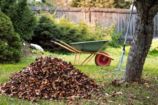 A pile of autumn leaves, a rake, and a garden wheelbarrow in the garden. In autumn, people clean the lawn of dry leaves. Gardening. Garden cleaning.