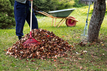 A pile of autumn leaves, and a man is doing a general cleaning in the garden. In autumn, people clean the lawn of dry leaves. Gardening. Garden cleaning.
