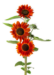 Red sunflower with green leaves, isolated on white background. Decorative sunflower flower. Clipping path.