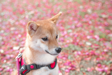 ピンクの花びらに囲まれた柴犬の横顔 / Profile of a Shiba Inu Puppy Surrounded by Pink Petals