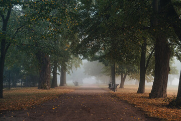Mglisty poranek w parku, początek jesieni, Park Miejski w Piasecznie, Mazowieckie © Emilia