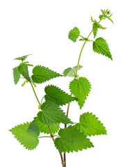 Nettle plant isolated on white background. Green common nettle, burn nettle, stinging nettle or Urtica dioica. Medicinal and culinary herb. Clipping path.