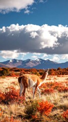 Majestic Guanaco in Vibrant Autumn Landscape with Mountains