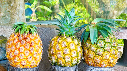 不揃いなパイナップルが3つ並んだ風景　沖縄県石垣市