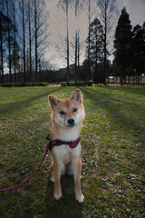 長い影を落とす柴犬 / Shiba Inu Puppy Casting a Long Shadow