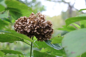 アジサイの花　終焉　オブジェのような