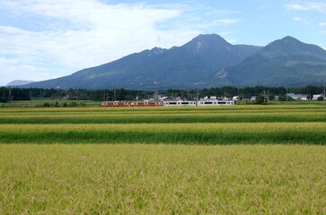 秋の田園風景　妙高山と妙高はねうまラインの列車