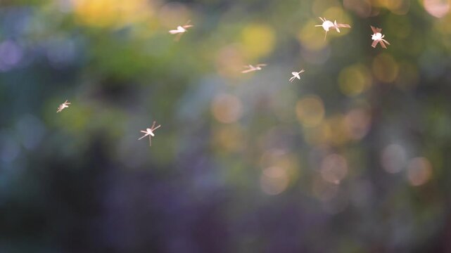 Warm summer day with flying insects buzzing around open air on blurred green background. Hot humid weather insects, mosquito gnat and midges seasonal activity, hovering insects in climate change
