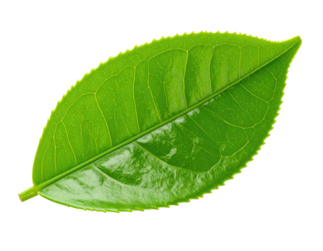 Close-up of a vibrant green tea leaf, sharply defined