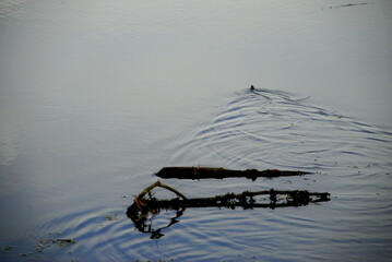 snake swiming in the water