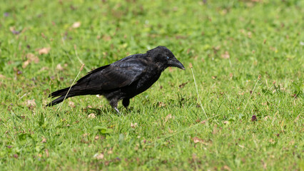 German Raven in the fields beside the River Rhine. High quality photo