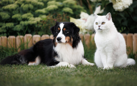 beautiful cat and dog posing together in the garden