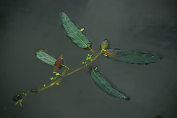 leaf on the water