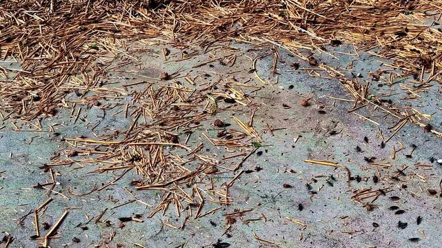Dry grass seeds scattered on concrete in Dobele, Latvia, possibly post-harvest or windblown. Dobele, Latvia