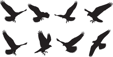 Flying bird silhouettes, raptor wing poses, eagle hawk flight dynamics, black vector birds, wildlife motion design, avian anatomy illustration set