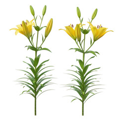 Naklejka premium Yellow lilies isolated on transparent background
