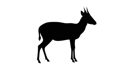 Silhouette of a dik-dik antelope standing gracefully against a plain backdrop