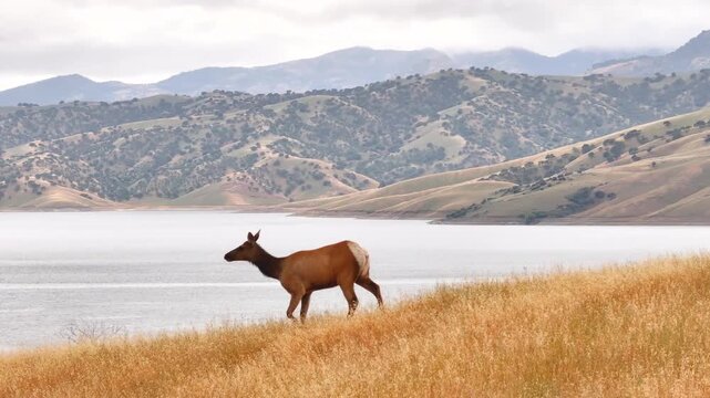 A deer walking on a hill next to San Luis Reservoir