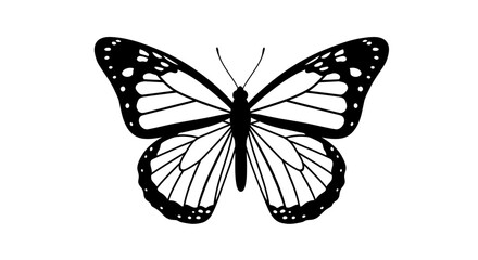 Monarch butterfly wings open detailed drawing insect nature winged creature beautiful symmetry