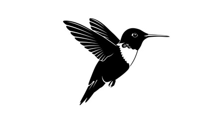 Majestic black hummingbird in flight with detailed wings against a white canvas