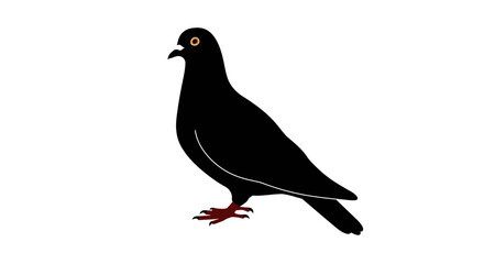 A majestic black pigeon stands alert on a clean white surface its eyes watchful
